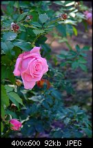 Click image for larger version. 

Name:	pink rose_arboretum.jpg 
Views:	189 
Size:	92.3 KB 
ID:	67900