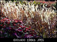 Click image for larger version. 

Name:	caladiums and straw grass.jpg 
Views:	163 
Size:	197.9 KB 
ID:	67927