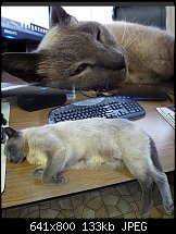 Click image for larger version. 

Name:	keyboard-cat.jpg 
Views:	186 
Size:	133.0 KB 
ID:	68195