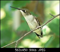 Click image for larger version. 

Name:	buckobeckhummingbird.jpg 
Views:	292 
Size:	89.7 KB 
ID:	68236