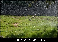 Click image for larger version. 

Name:	sprinkler bird.jpg 
Views:	151 
Size:	111.2 KB 
ID:	69559