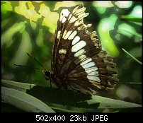 Click image for larger version. 

Name:	03_Butterfly3.jpg 
Views:	369 
Size:	23.4 KB 
ID:	6959
