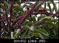 Click image for larger version. 

Name:	rainbow-lorikeets-march10.jpg 
Views:	340 
Size:	123.7 KB 
ID:	70226