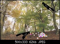 Click image for larger version. 

Name:	crows.jpg 
Views:	425 
Size:	61.5 KB 
ID:	7052