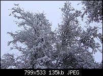 Click image for larger version. 

Name:	Snowy limbs-resized again.jpg 
Views:	156 
Size:	135.4 KB 
ID:	70690