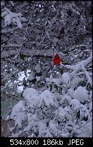 Click image for larger version. 

Name:	Snow cardinal-3.jpg 
Views:	159 
Size:	185.9 KB 
ID:	70693