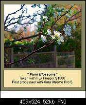 Click image for larger version. 

Name:	plum blossoms.jpg 
Views:	135 
Size:	52.1 KB 
ID:	71340