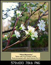 Click image for larger version. 

Name:	plumb blossoms2.jpg 
Views:	145 
Size:	78.4 KB 
ID:	71341