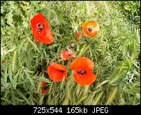 Click image for larger version. 

Name:	poppies.JPG 
Views:	147 
Size:	165.0 KB 
ID:	71809