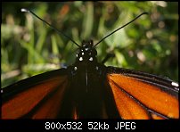 Click image for larger version. 

Name:	Butterfly 039.jpg 
Views:	149 
Size:	52.4 KB 
ID:	72849