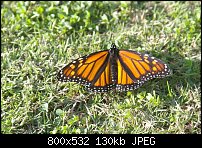 Click image for larger version. 

Name:	Butterfly 017.jpg 
Views:	155 
Size:	129.7 KB 
ID:	72850
