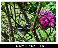 Click image for larger version. 

Name:	chickadee.jpg 
Views:	189 
Size:	73.3 KB 
ID:	73010