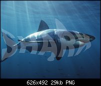 Click image for larger version. 

Name:	shark.jpg 
Views:	165 
Size:	28.6 KB 
ID:	73758