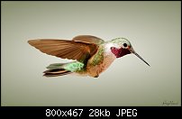 Click image for larger version. 

Name:	humming bird.jpg 
Views:	215 
Size:	28.4 KB 
ID:	77043
