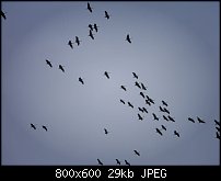 Click image for larger version. 

Name:	sm_cranes.jpg 
Views:	180 
Size:	28.8 KB 
ID:	77815