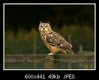 Click image for larger version. 

Name:	owl.jpg 
Views:	316 
Size:	49.1 KB 
ID:	79767