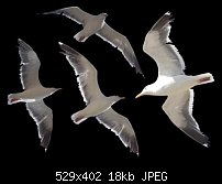 Click image for larger version. 

Name:	Gulls.jpg 
Views:	184 
Size:	18.4 KB 
ID:	8068
