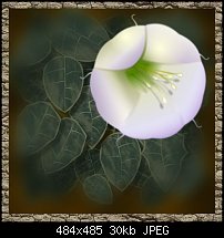 Click image for larger version. 

Name:	Datura.jpg 
Views:	174 
Size:	30.3 KB 
ID:	82911