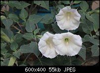 Click image for larger version. 

Name:	datura.jpg 
Views:	313 
Size:	54.7 KB 
ID:	83092