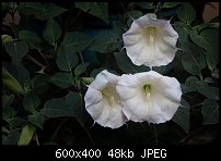 Click image for larger version. 

Name:	datura-2.jpg 
Views:	316 
Size:	48.4 KB 
ID:	83093