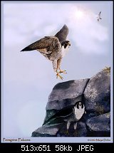 Click image for larger version. 

Name:	peregrines1a.jpg 
Views:	470 
Size:	57.6 KB 
ID:	8327