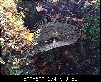 Click image for larger version. 

Name:	spider web new.jpg 
Views:	186 
Size:	173.7 KB 
ID:	84428