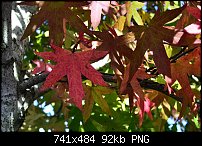 Click image for larger version. 

Name:	fall colours1.jpg 
Views:	187 
Size:	91.9 KB 
ID:	84784