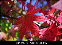 Click image for larger version. 

Name:	fall colours.jpg 
Views:	185 
Size:	98.2 KB 
ID:	84785