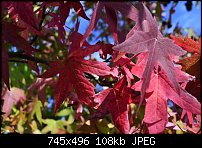 Click image for larger version. 

Name:	fall colours2.jpg 
Views:	175 
Size:	107.8 KB 
ID:	84786