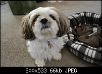 Click image for larger version. 

Name:	doggie1.jpg 
Views:	115 
Size:	66.4 KB 
ID:	85353