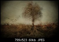 Click image for larger version. 

Name:	sepiatree.jpg 
Views:	177 
Size:	59.6 KB 
ID:	85737