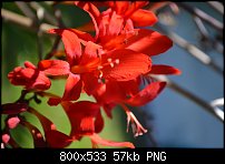 Click image for larger version. 

Name:	crocosmia_photo.jpg 
Views:	152 
Size:	56.9 KB 
ID:	87043