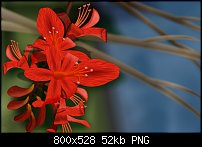Click image for larger version. 

Name:	Crocosmia.jpg 
Views:	302 
Size:	51.7 KB 
ID:	87211