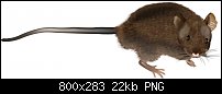 Click image for larger version. 

Name:	Hairy Mouse.jpg 
Views:	244 
Size:	22.5 KB 
ID:	87221