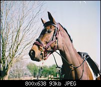 Click image for larger version. 

Name:	Horse.jpg 
Views:	399 
Size:	93.0 KB 
ID:	87328