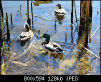 Click image for larger version. 

Name:	ducks.jpg 
Views:	276 
Size:	127.5 KB 
ID:	88261