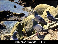 Click image for larger version. 

Name:	pidgeons.jpg 
Views:	275 
Size:	142.1 KB 
ID:	88266
