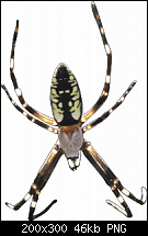 Click image for larger version. 

Name:	Spider_F_T.png 
Views:	204 
Size:	46.1 KB 
ID:	8854