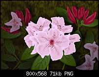 Click image for larger version. 

Name:	Rhodedendrons.jpg 
Views:	196 
Size:	70.6 KB 
ID:	89486