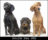 Click image for larger version. 

Name:	Group%20of%203%20Dogs.jpg 
Views:	114 
Size:	30.0 KB 
ID:	89888