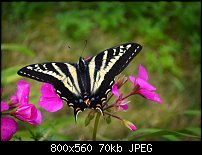 Click image for larger version. 

Name:	yellow swallowtail.jpg 
Views:	208 
Size:	69.9 KB 
ID:	90471
