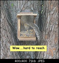 Click image for larger version. 

Name:	squirrel-1.jpg 
Views:	203 
Size:	70.8 KB 
ID:	90483