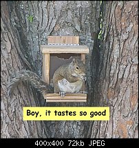 Click image for larger version. 

Name:	squirrel-2.jpg 
Views:	250 
Size:	72.0 KB 
ID:	90484