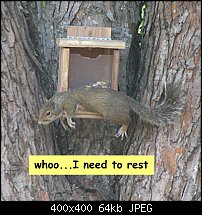 Click image for larger version. 

Name:	squirrel-3.jpg 
Views:	339 
Size:	63.6 KB 
ID:	90485