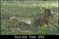 Click image for larger version. 

Name:	fox-squirrel.jpg 
Views:	173 
Size:	69.5 KB 
ID:	90498