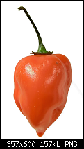 Click image for larger version. 

Name:	habanero.png 
Views:	120 
Size:	157.4 KB 
ID:	90728
