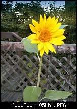 Click image for larger version. 

Name:	Sunflower_1293.jpg 
Views:	153 
Size:	105.5 KB 
ID:	90993