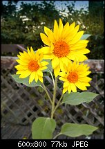 Click image for larger version. 

Name:	sunflower_multi.jpg 
Views:	96 
Size:	76.7 KB 
ID:	91011