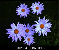 Click image for larger version. 

Name:	electric daisies.jpg 
Views:	125 
Size:	83.1 KB 
ID:	91231