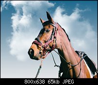 Click image for larger version. 

Name:	Horse-1.jpg 
Views:	335 
Size:	65.3 KB 
ID:	91241